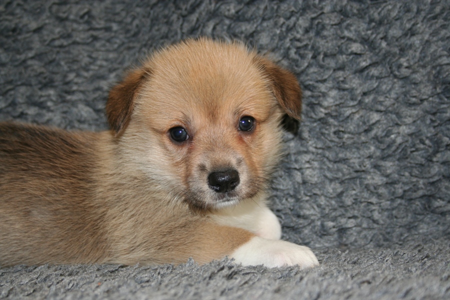 Puppies